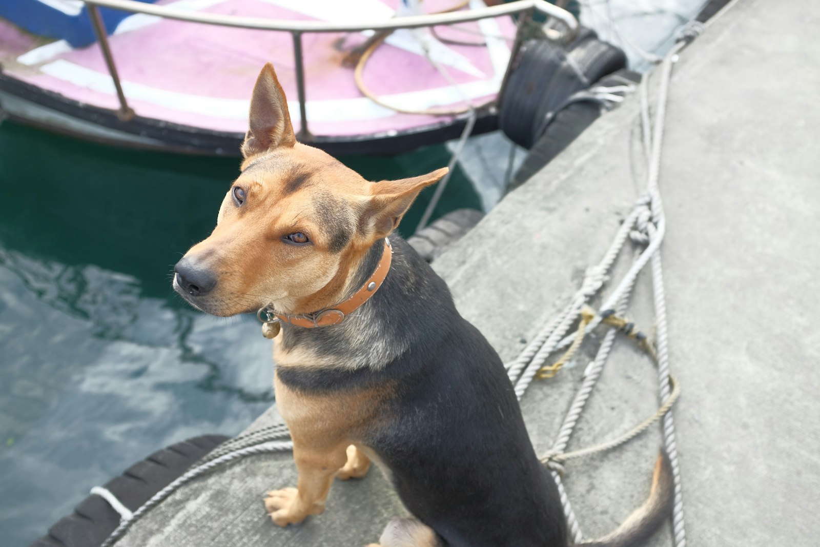 A Dog Daycare Worker's Honest Take on What Owners Get Wrong in San Mateo