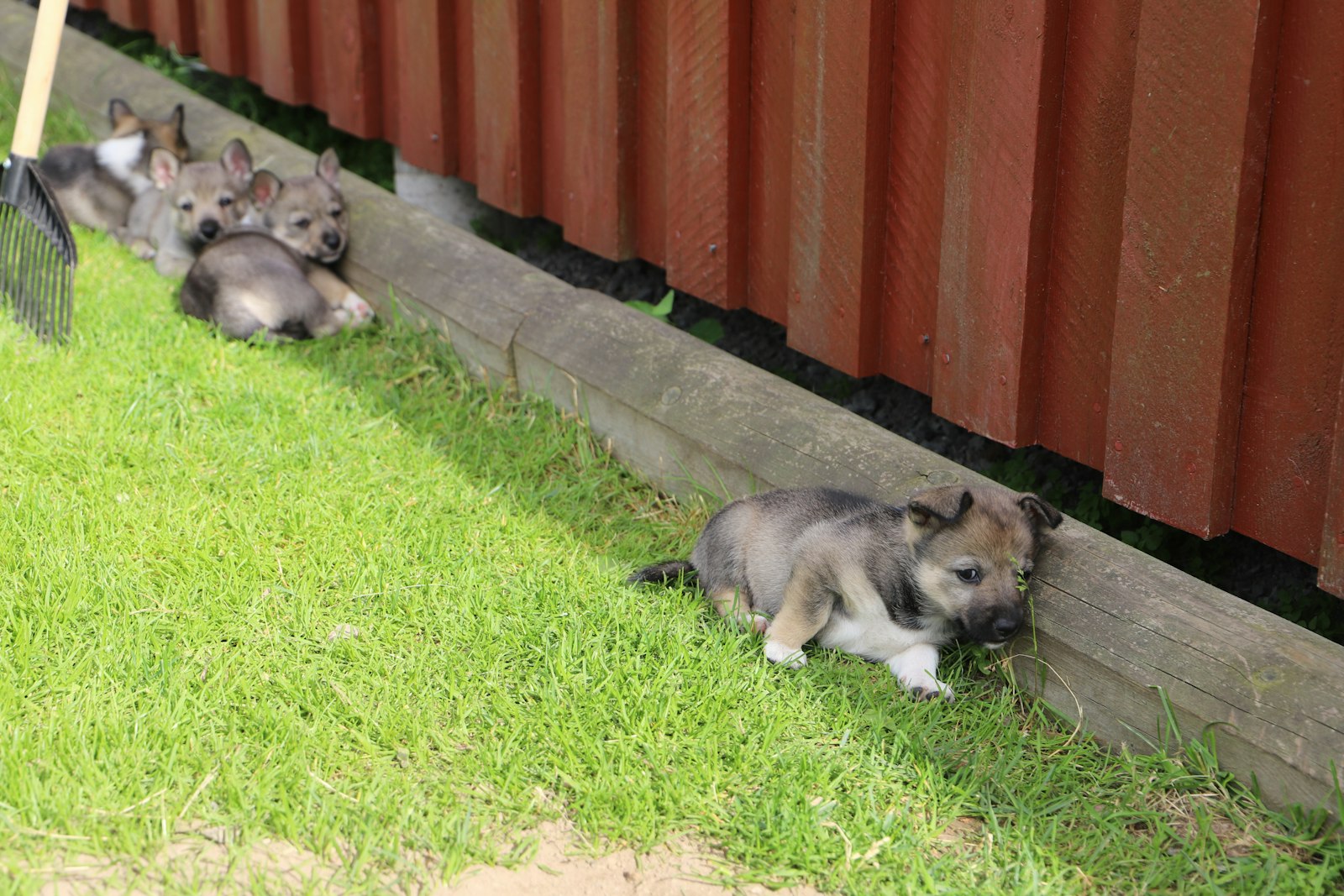 What Age Is Too Young for Dog Daycare in San Mateo?